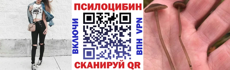 Псилоцибиновые грибы ЛСД цены наркотик omg ссылка Зубцов
